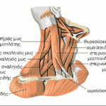 Μυς του τραχήλου