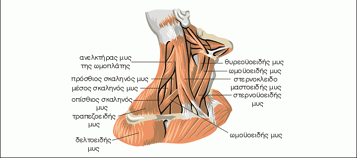 Read more about the article Μυς του τραχήλου