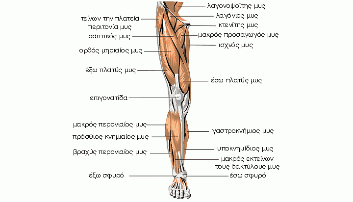 Read more about the article Μυς του κάτω άκρου – πρόσθια επιφάνεια