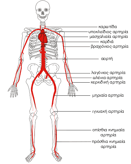 Αρτηρίες του σώματος