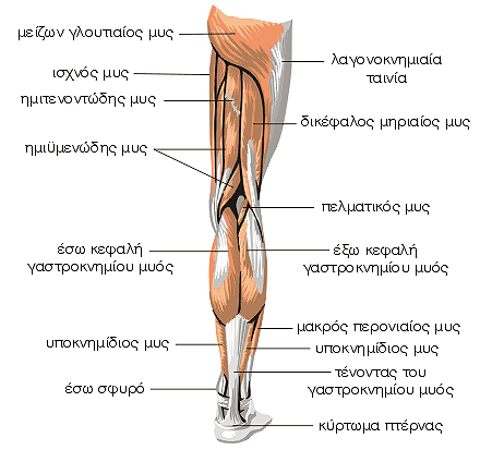 Μυς του κάτω άκρου - οπίσθια επιφάνεια