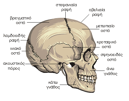Οστά της κεφαλής - εγκεφαλικό κρανίο