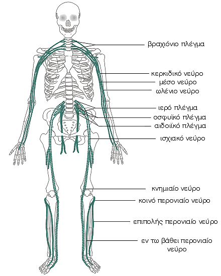Περιφερικό νευρικό σύστημα