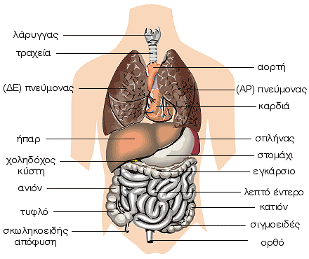 Οργανα του θώρακα και της κοιλιάς - Ι