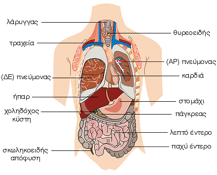 Οργανα του θώρακα και της κοιλιάς - ΙΙ