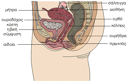 Γεννητικά όργανα της γυναίκας