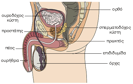 Γεννητικά όργανα του άνδρα