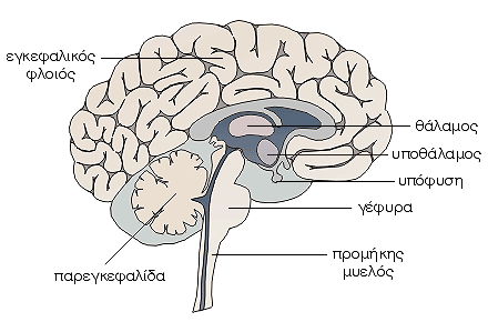Εγκέφαλος