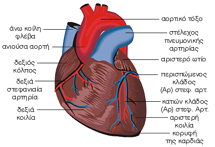 Καρδιά - εξωτερική άποψη