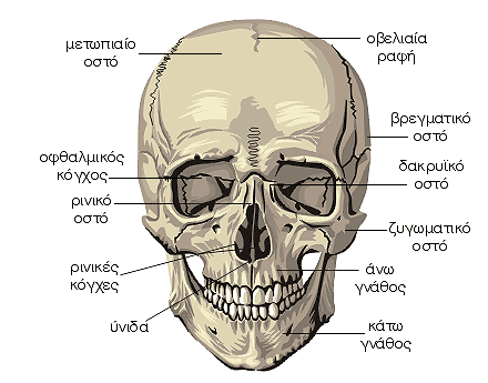 Οστά της κεφαλής - σπλαχνικό κρανίο