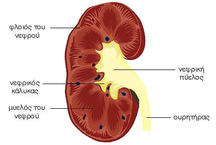 Ουροποιητικό σύστημα - νεφρός