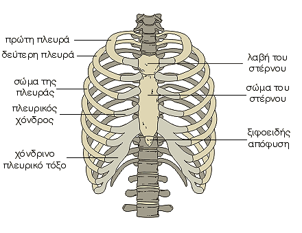 Οστά του θώρακα