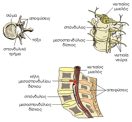 Σπονδυλική στήλη - σπόνδυλοι