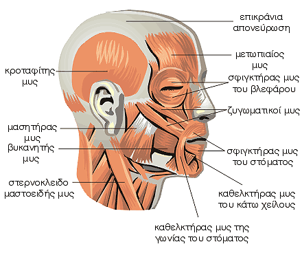 Μυς της κεφαλής και του προσώπου