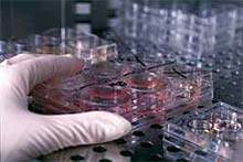 Κύτταρα αντικαθιστούν πειραματόζωα στον έλεγχο φαρμάκων