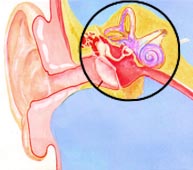 Μεταμόσχευση ακουστικών κυττάρων λύση για την βαρηκοΐα