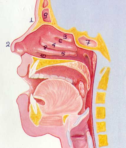Ανατομία ρινός