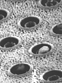 Τεχνητό ήπαρ με συνδυασμό μικροτσίπ και ηπατοκύτταρων