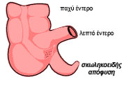 Σκωληκοειδίτιδα: Διάγνωση και θεραπεία