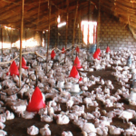 Κίνα: πιθανή μετάδοση της γρίπης των πτηνών από άνθρωπο σε άνθρωπο. Η πραγματική διάσταση του περιστατικού