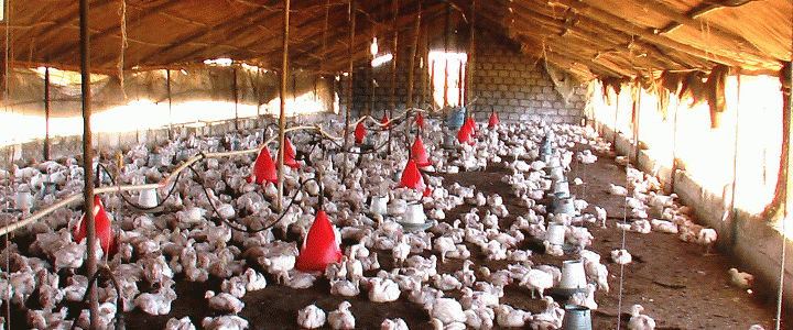 Read more about the article Κίνα: πιθανή μετάδοση της γρίπης των πτηνών από άνθρωπο σε άνθρωπο. Η πραγματική διάσταση του περιστατικού