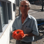 Ντομάτες “γίγαντες” στην Κοζάνη