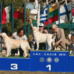 Έρχεται το International Dog Festival Athens 2013