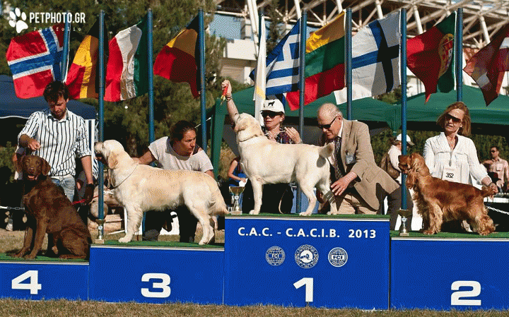 Read more about the article Έρχεται το International Dog Festival Athens 2013