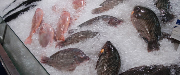 Read more about the article Πόσο συχνά τρώτε ψάρι;
