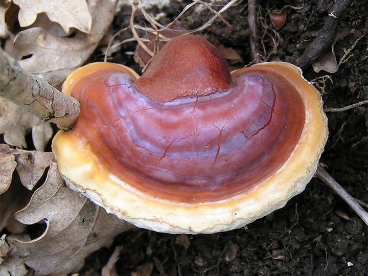 Read more about the article Γανόδερμα (μανιτάρι Reishi ή Lingzhi): το Μανιτάρι της Αθανασίας