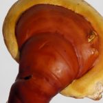 Reishi (Ganoderma Lucidum) – καρδιαγγειακά οφέλη