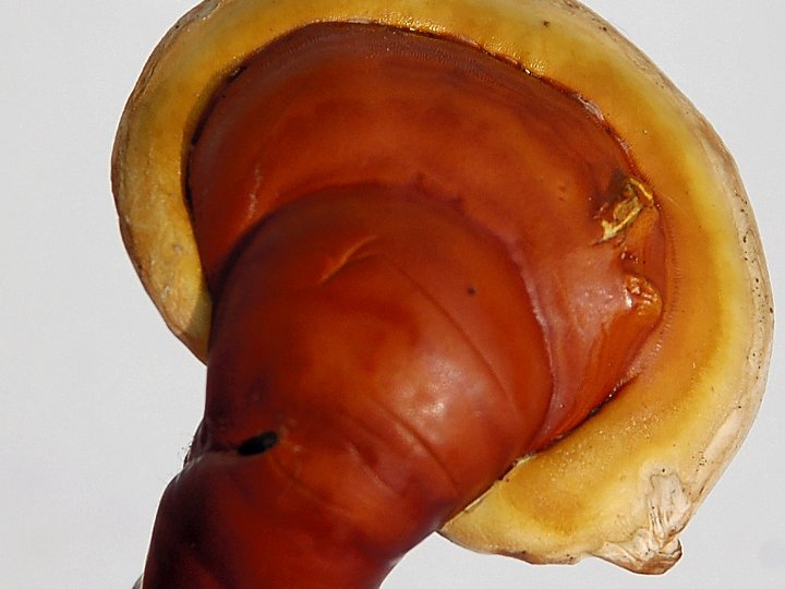 Read more about the article Reishi (Ganoderma Lucidum) – καρδιαγγειακά οφέλη