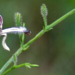 Βότανο ανδρογραφίς η ακιδωτή (Andrographis paniculata)