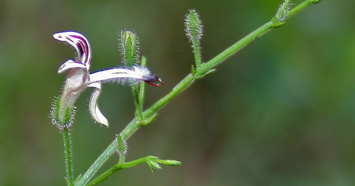 Read more about the article Βότανο ανδρογραφίς η ακιδωτή (Andrographis paniculata)